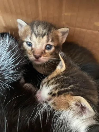 gatinho macho para adoção zona leste