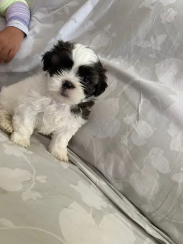 Filhotes Shih Tzu