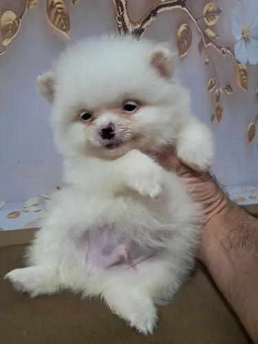 Lulu da pomerania verdadeiros ursinhos !