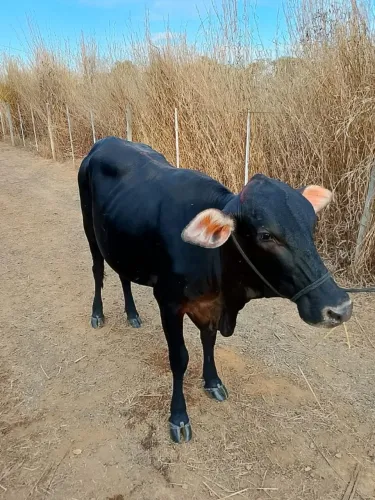 vaca com bezerro