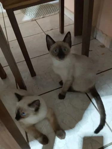 DOAÇÃO DE DOIS GATINHOS MACHOS
