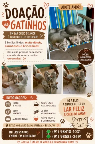 GATINHOS PRA ADOÇÃO RESPONSÁVEL