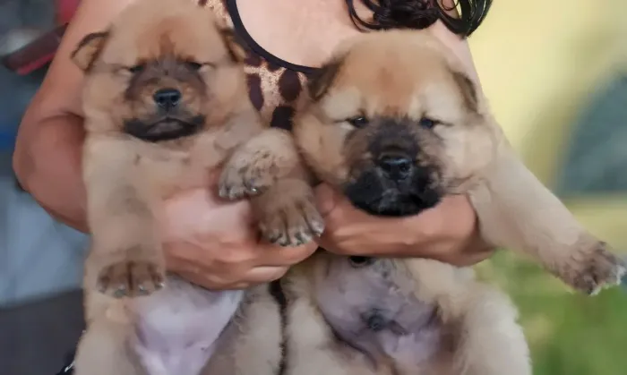 Vendo lindos filhotes de Chow chow