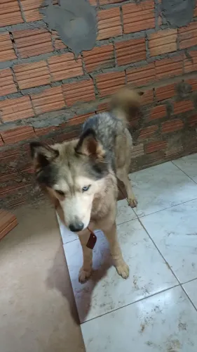 Doação de cachorra husky