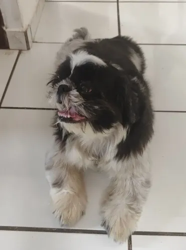 Doação Responsável - Shi Tzu  Macho (Joe)