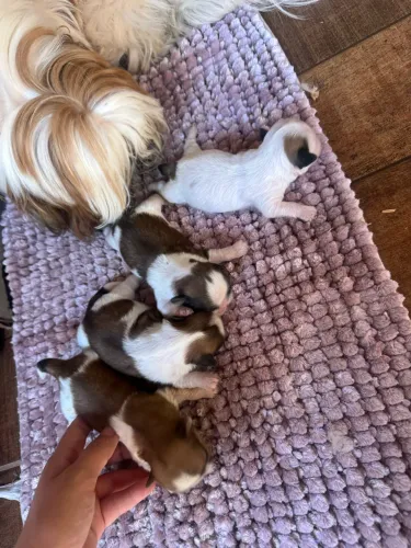 Vendo shihtzu puro