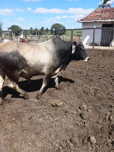 Vendo um mini boi