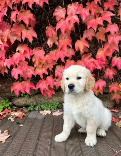Golden Retriever Saudável e Bem-Cuidado ? Visite Nossa Loja!