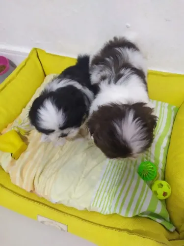 Lhasa Apso