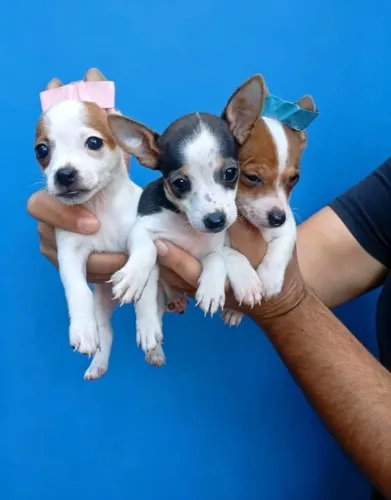Pinscher 