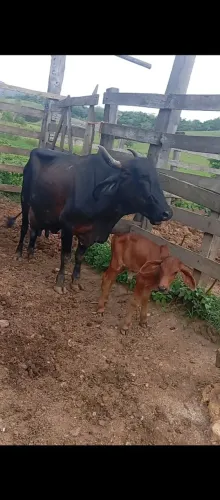 Vendo Vaca leiteira e bezerra