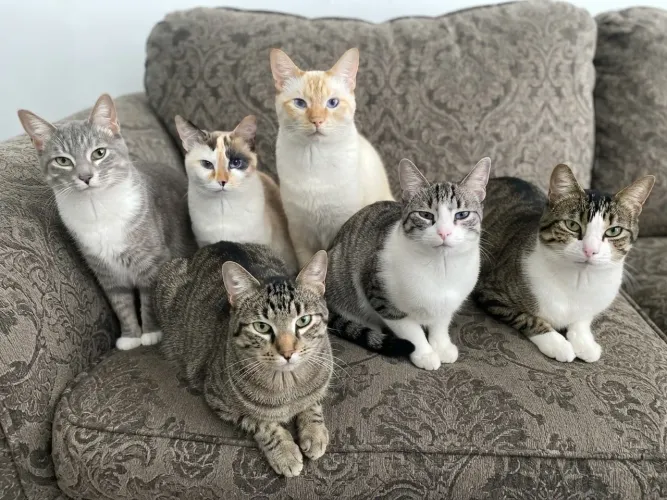 Doação de Gatos Castrados
