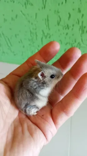 Hamster Anão Russo 
