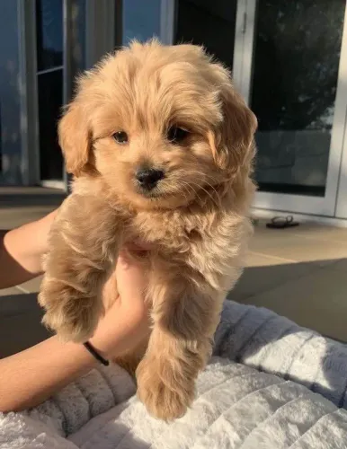 Filhote Golden Retriever, Leve para casa uma bolinha de pelos cheia de carinho!