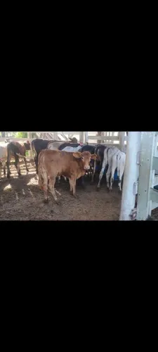 Lote de 14 bezerras nelore e cruzamento ind.