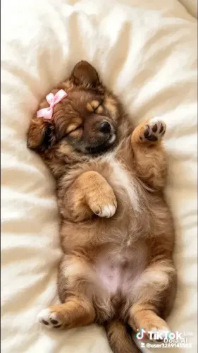 vendo filhote de Chow Chow