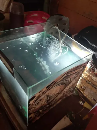 Aquário e peixe