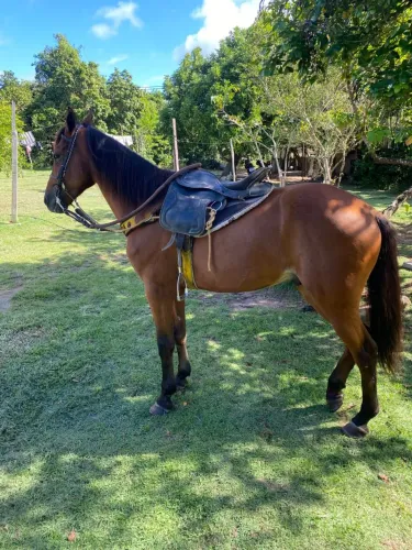 Cavalo místico de mangalarga 