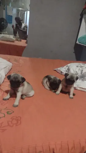 Filhotes de Pug femea