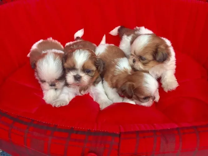 Lindos Shih tzu criados com muito amor.