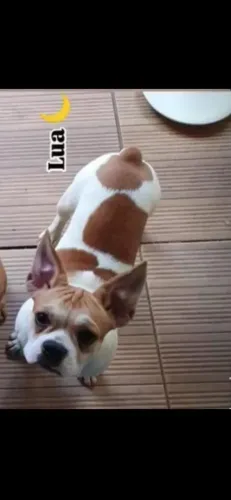 Bulldog Francês
