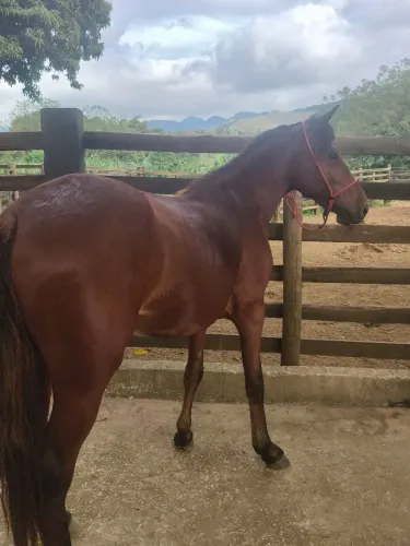 Potro mangalarga