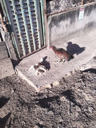 Galinha caipira viva