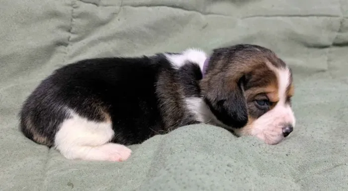 Filhotes de Beagle | Mini anjinhos encantadores!