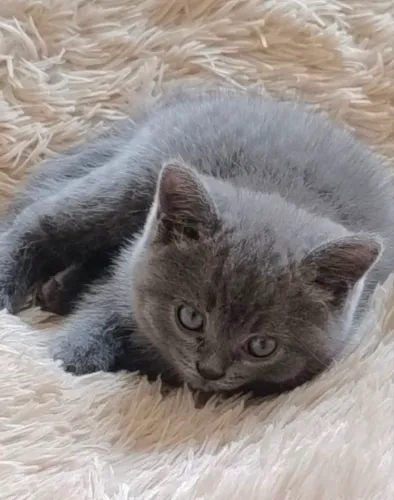 Machinho da Raça British Shorthair
