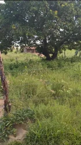 Vende-se 2 lotes no povoado de Minador do Lúcio, Alagoas.