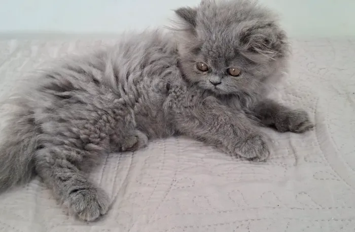 Gata persa cinza filhote