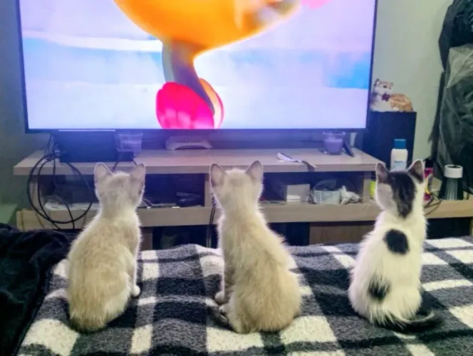 Doa se gatinhos filhote 2mses e vinte dias
