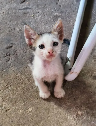 Doação de gatinhos 