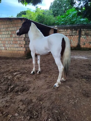 Cavalo manga larga