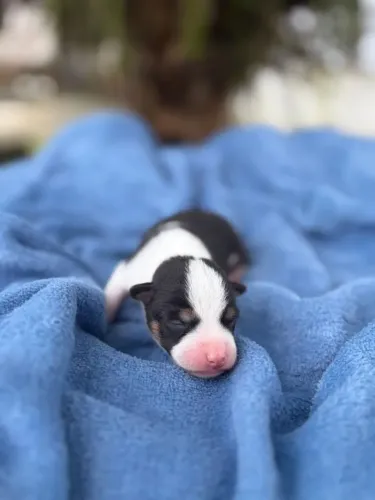 Basenji 