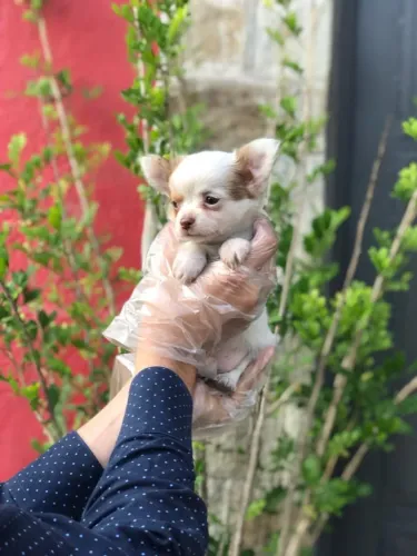 Chihuahua Saudável com Vacina V10 e Garantia