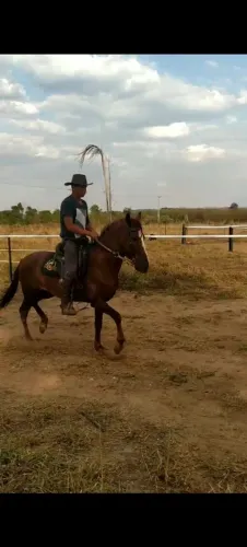 Cavalo Mangalarga Marchador