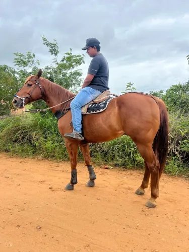 Cavalo de direita
