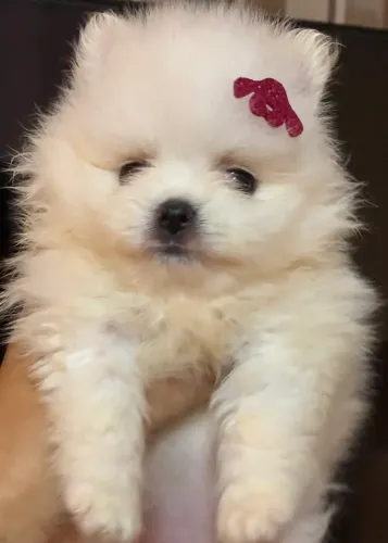 Spitz alemão FÊMEA PARCELO SEM JUROS NO CARTÃO 