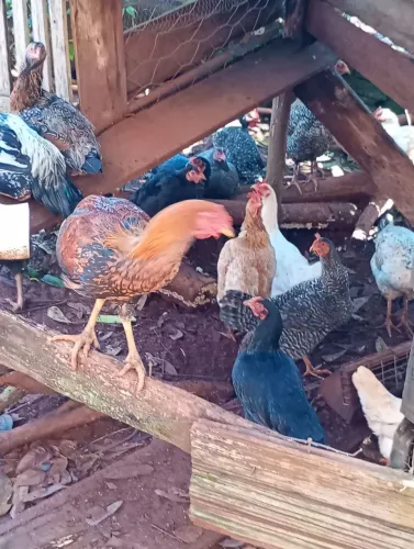 Frango e galinha caipira 