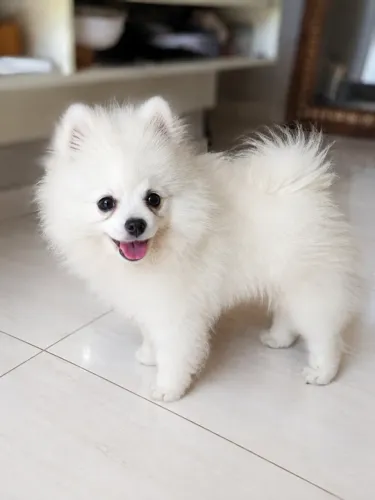 Filhote Spitz Alemão Anão Macho - Lulu da Pomerania