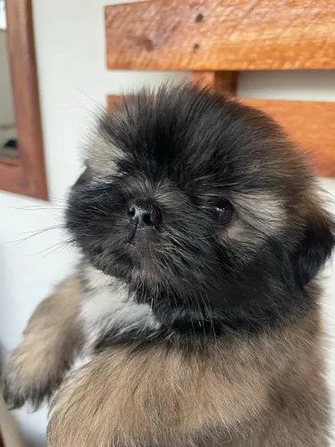 Filhote shihtzu macho minúsculo