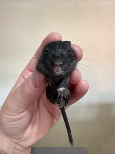 Venda de Gerbil Esquilo da Mongólia