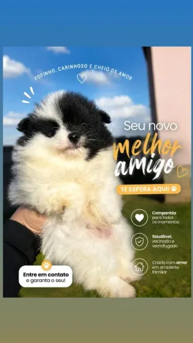 SPTIZ ALEMÃO