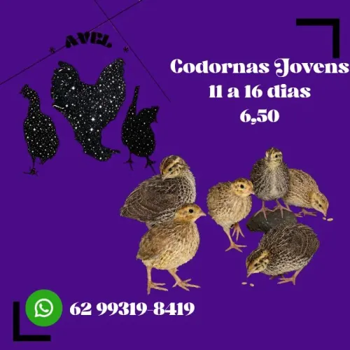 Codornas Japonicas Jovens.