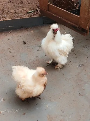 Casal galinha sedosa Japão 