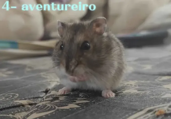 Hamster anão Russo