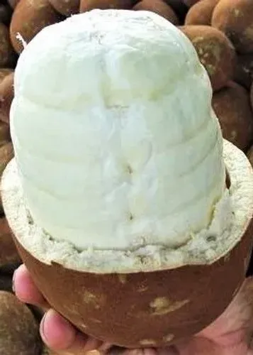 CUPUAÇU Mudas 