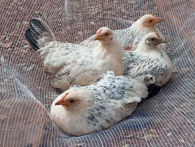 Galinha garnize