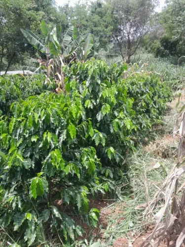 Chacara 400 pés de café 